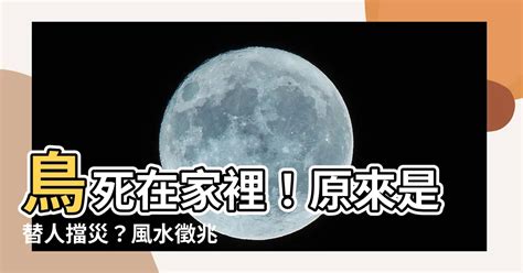 鳥死在家裡|鳥死在陽台風水：你可能不知道的陽台設計風水禁忌【鳥死在陽台。